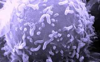 Лимфоциты за что отвечают в организме человека
