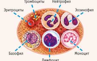 Повышенные лимфоциты при пониженных нейтрофилах